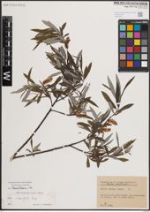 Foto von Salix eleagnos Scop.